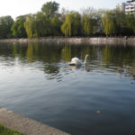 schwan auf dem kanal hinter dem urbankrankenhaus © friedrichshainblog.de