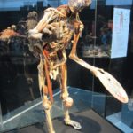 Künstler Skelett körperwelten ausstellung