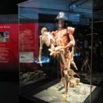 feuerwehrmann körperwelten ausstellung
