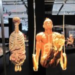 sportler plastinat und Innereien körperwelten Ausstellung