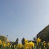 Frohe, freie Frühlingstage! Blumen Karl-Marx-Allee