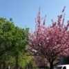 Endlich Frühling und dazu ein Bild Kirschbaum Blueht
