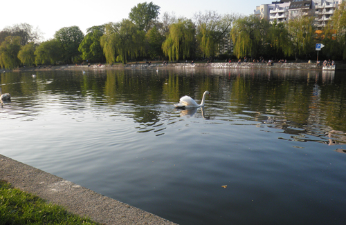 schwan auf dem kanal hinter dem urbankrankenhaus © friedrichshainblog.de