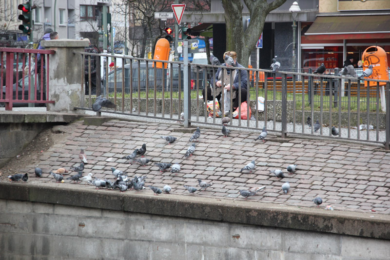 Mann beim Vögel Füttern