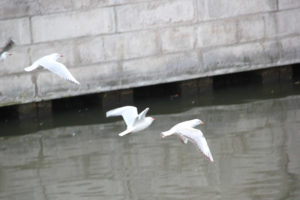 39 Vögel Landwehrkanal Kreuzberg