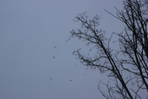 Vögel im Himmel über Friedrichshain