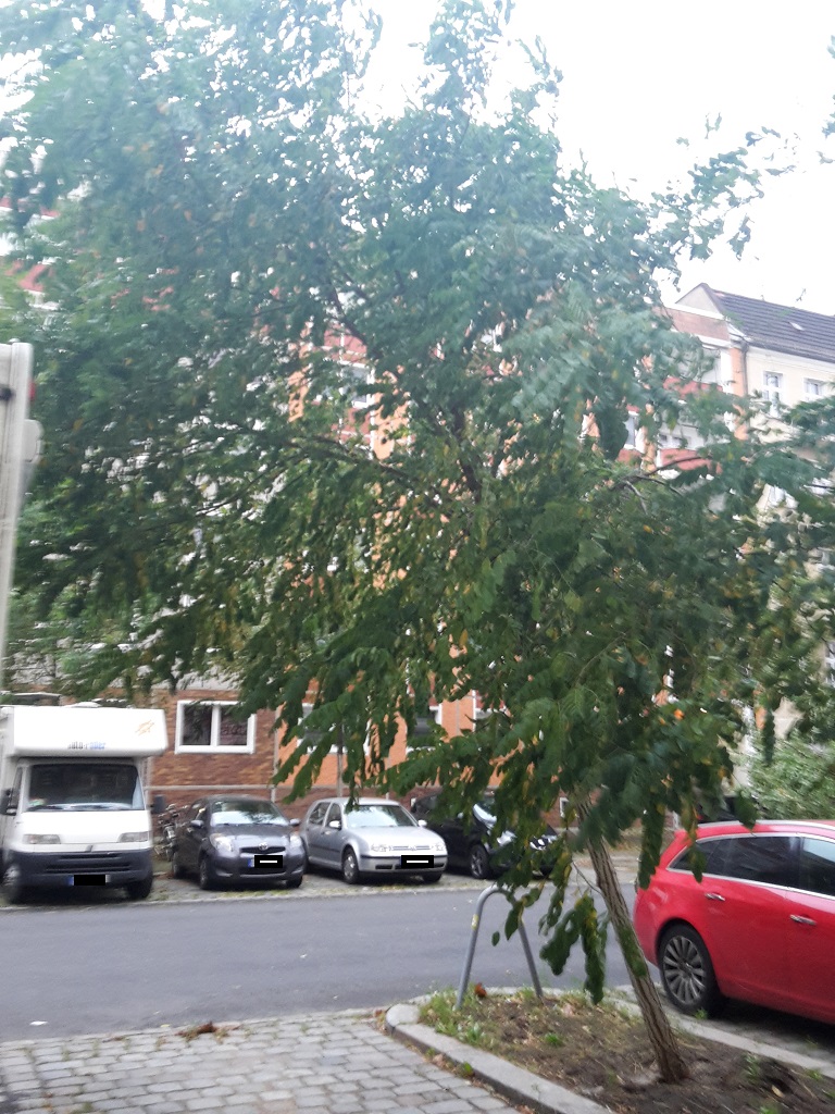 Baum schraeg Friedrichshain