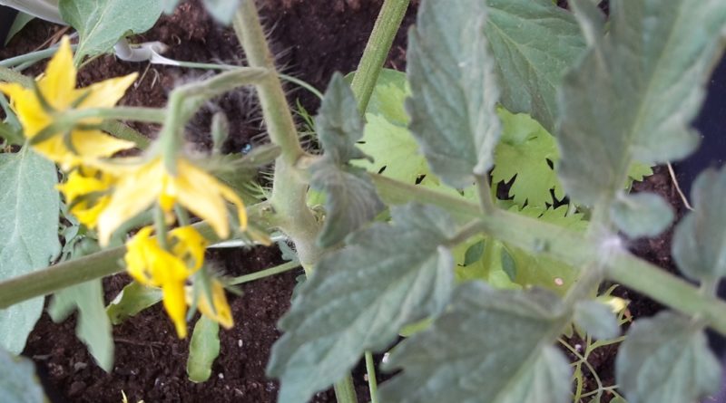 Tomatenpflanze