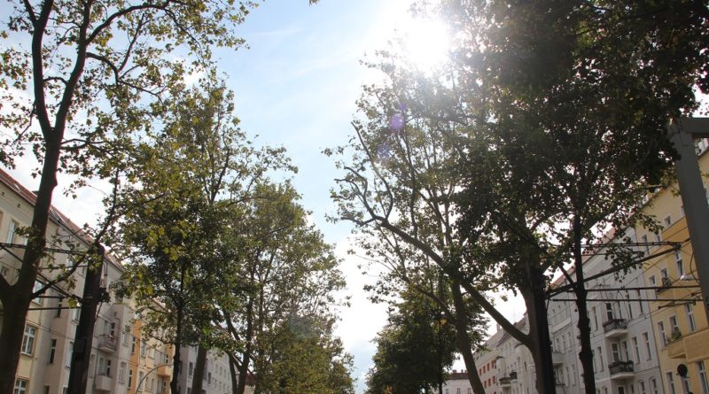 Sonne durch die Baeume