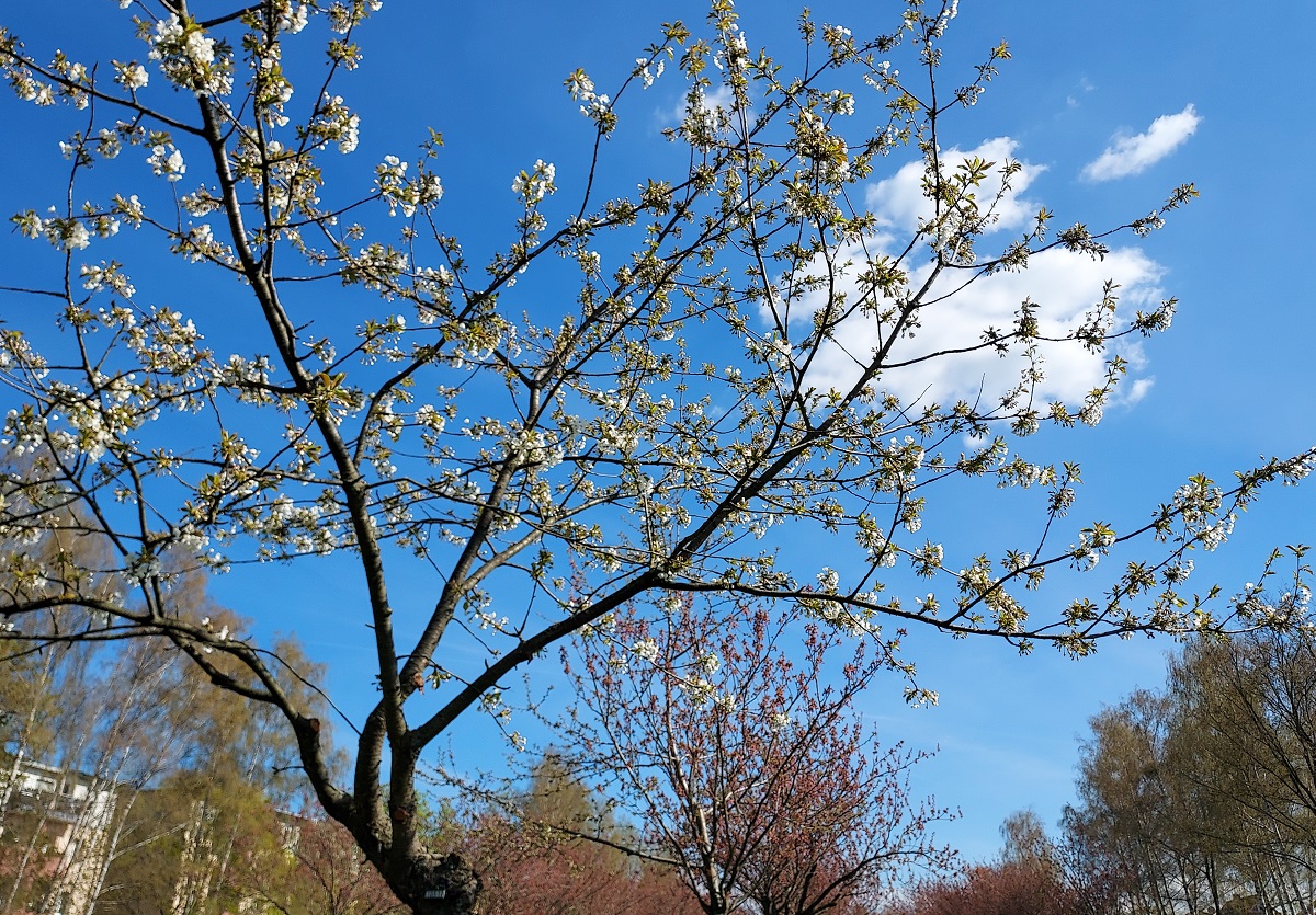 Bäume der Kirschblütenallee